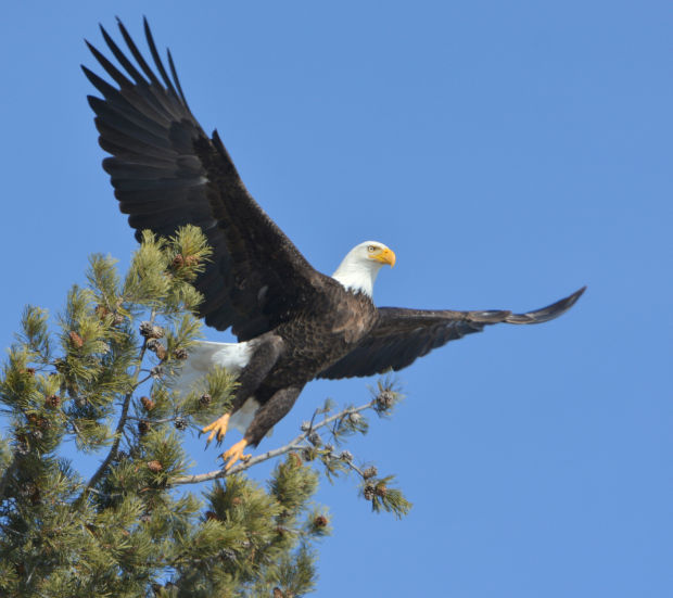 Eagle